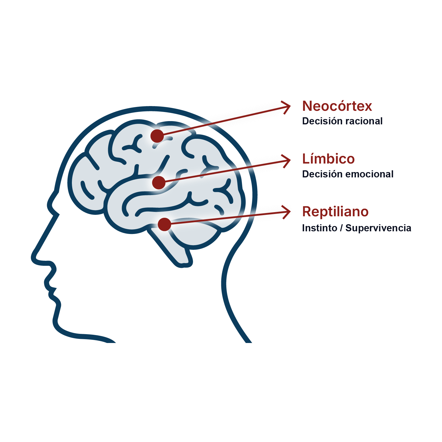 Proceso de decisión en el cerebro